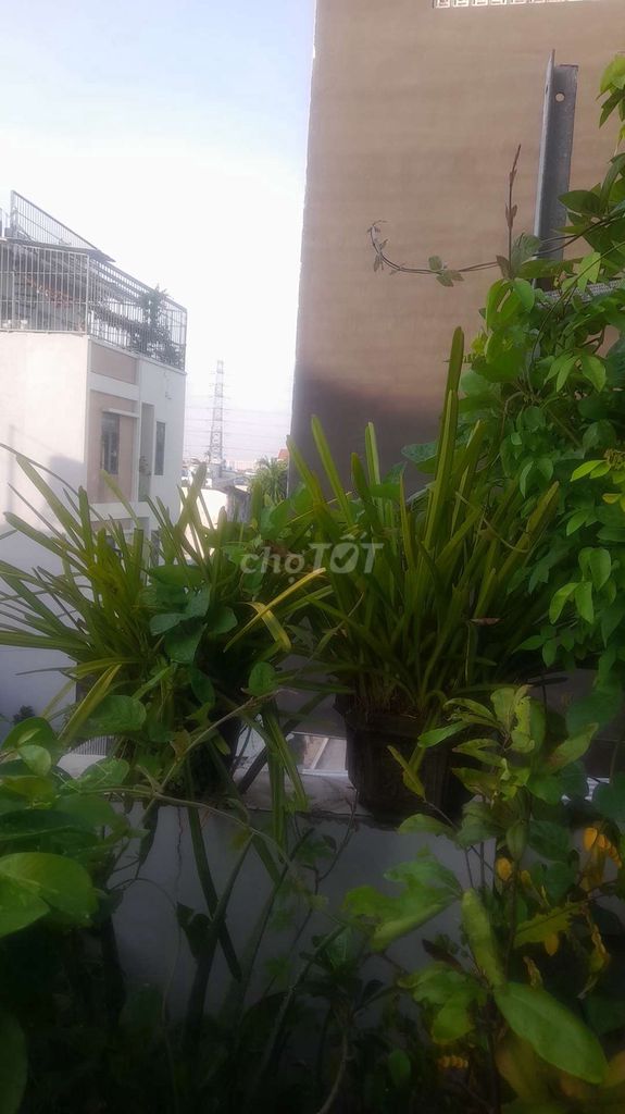 Lan kiếm Xi măng 20cmx25cm. Mua bán Cây cảnh, đồ trang trí tại Quận 12 Tp Hồ Chí Minh được đăng bởi kim sơn hình 1