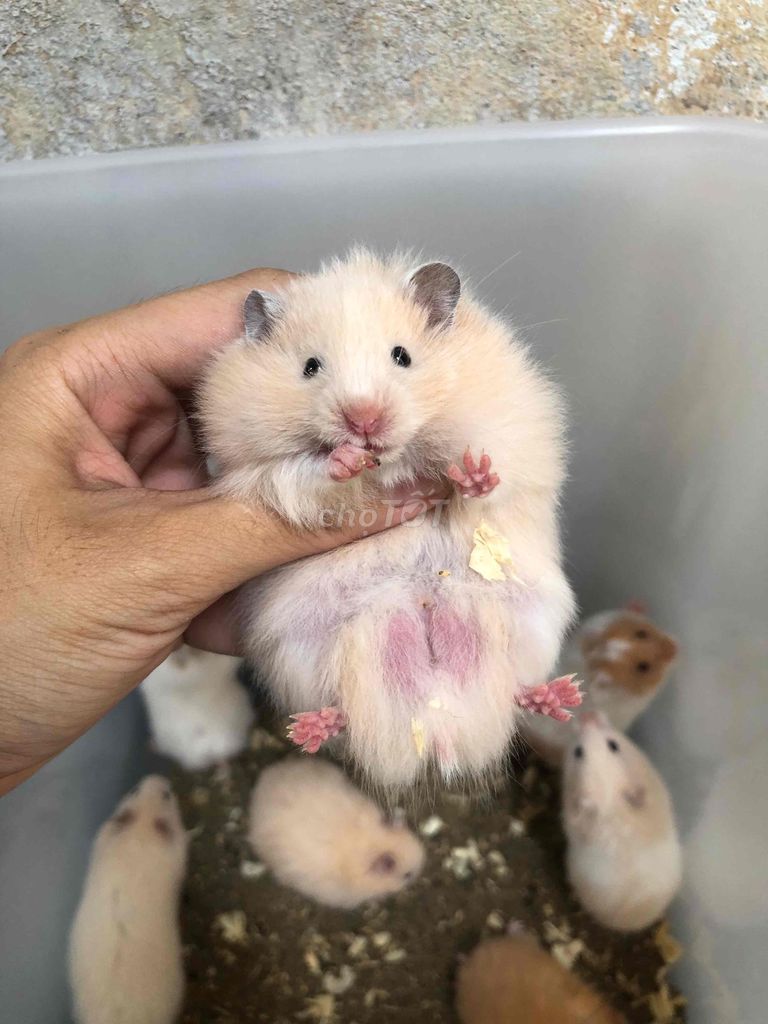 Chuột Hamster Bear xù mơ lai form to. Mua bán Thú cưng khác tại Quận Bình Tân Tp Hồ Chí Minh được đăng bởi Ở trọ bày đặt bán chụtt hình 1