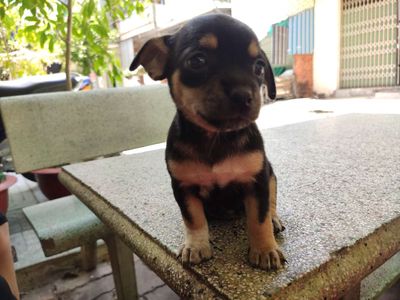 Chó Hươu lai Chihuahua