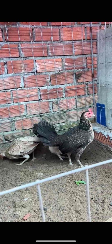 Gà chọi giống Cái màu Đen, Trắng. Mua bán Gà tại Quận Ninh Kiều Cần Thơ được đăng bởi Hiền Gamefam hình 1