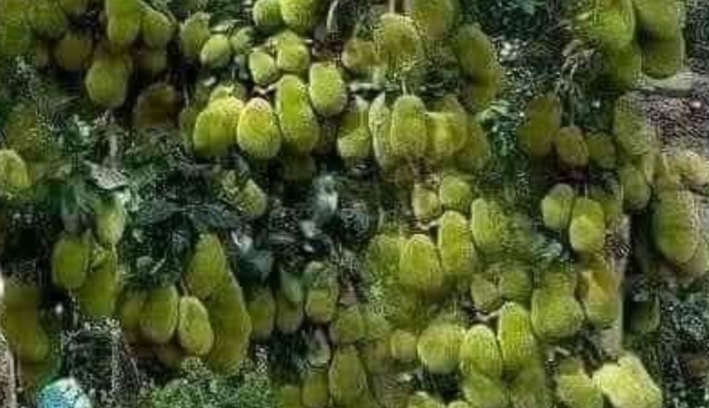 NHÀ PHỐ AN CƯ NHÀ PHỐ AN CƯ