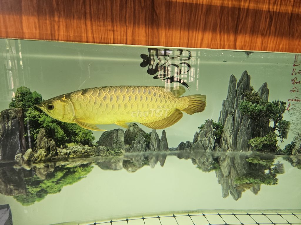 Cá bối Vàng 24K 48cm. Mua bán Thú cưng khác tại Huyện Tánh Linh Bình Thuận được đăng bởi Bích Trâm hình 1