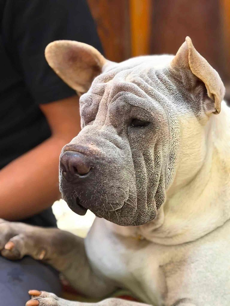Chó Shar Pei Lai Đực Trắng Da nhăn. Mua bán Chó tại Huyện Lâm Hà Lâm Đồng được đăng bởi Tên chưa cung cấp hình 1