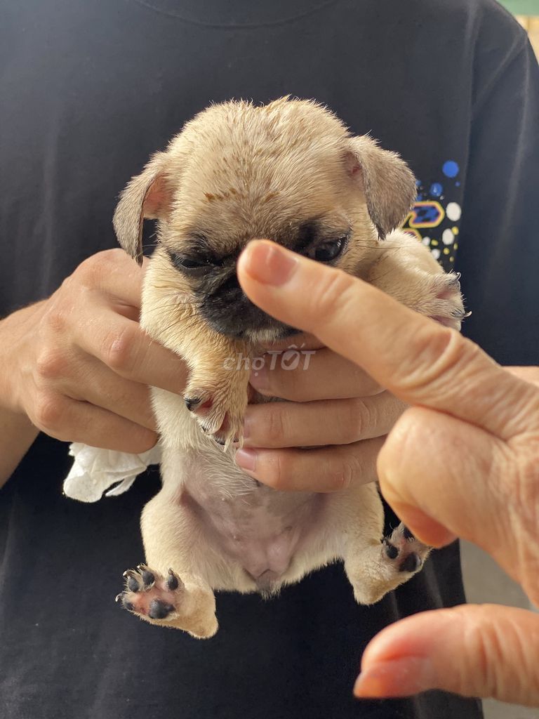 Pug Cái Nhà Nuôi + Tặng Lồng. Mua bán Chó tại Quận 8 Tp Hồ Chí Minh được đăng bởi Cao Trường Thịnh  hình 5