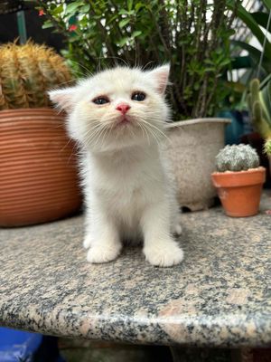 Mèo ALN thuần chủng 2 tháng nhiều màu
