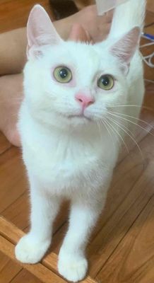 tìm nhà mới nhanh cho các bé. Mua bán Mèo tại Quận Nam Từ Liêm Hà Nội được đăng bởi Trang Bùi