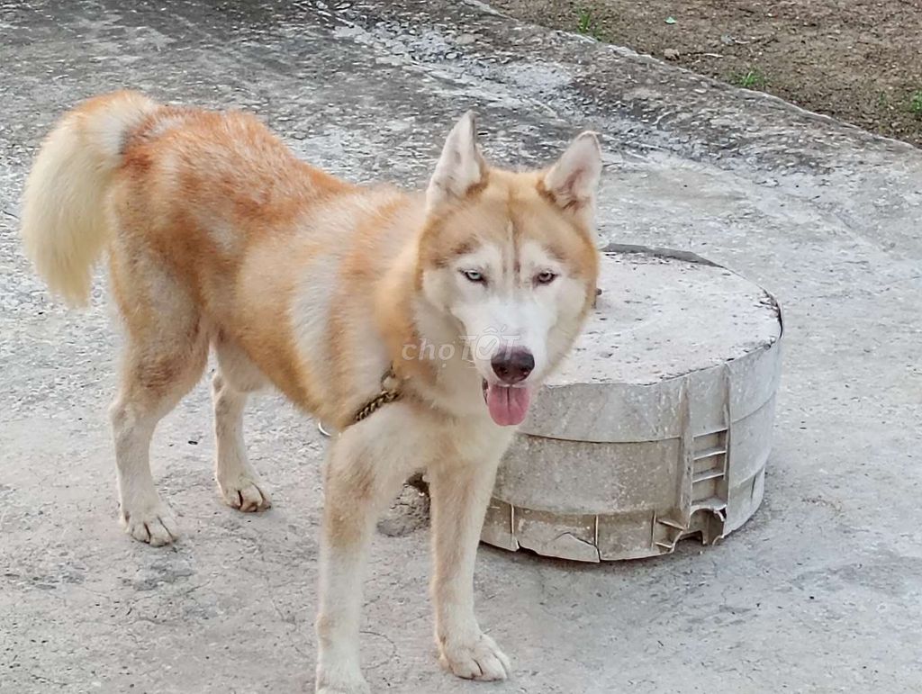 Chó Husky Đực .SG. Mua bán Chó tại Quận Cái Răng Cần Thơ được đăng bởi Nhân Rottweiler  hình 1