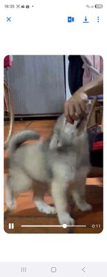 Cần bán chó con lai samoyed