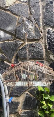 Lụp bẫy chim Inox Nhỏ. Mua bán Phụ kiện, Thức ăn, Dịch vụ tại Quận Ninh Kiều Cần Thơ được đăng bởi Trần Văn Hoài