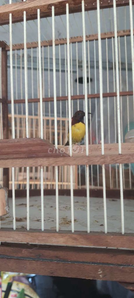 Chim Hút mật Đà Lạt đuôi dài. Mua bán Chim tại Thành phố Thủ Đức Tp Hồ Chí Minh được đăng bởi Nguyễn thị thu hậu  hình 1