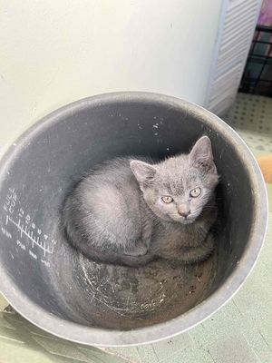 Mèo lai Xám mèo con khỏe mạnh