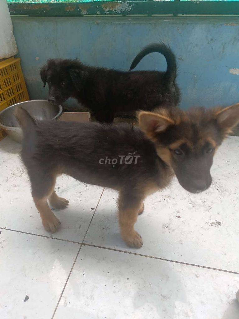 Chó ta con Đen. Mua bán Chó tại Thành phố Biên Hòa Đồng Nai được đăng bởi Thang Nguyen (Thắng ển) hình 1