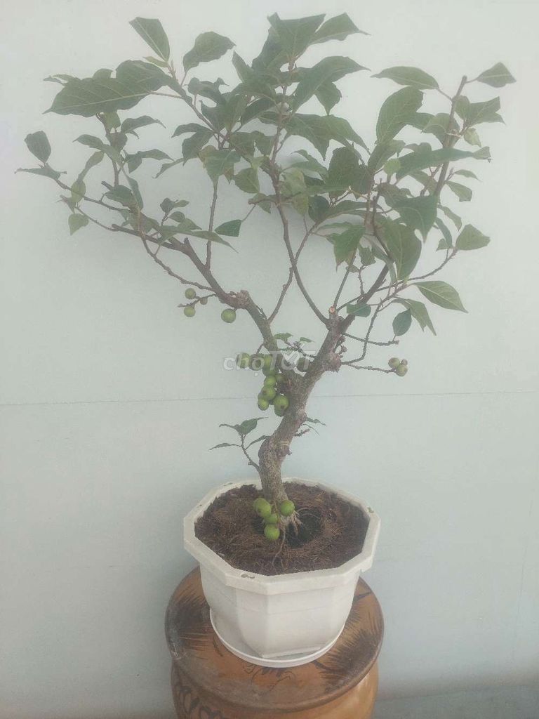 Sung bonsai để bàn nhiều trái chơi Tết