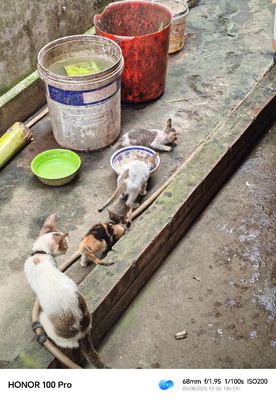 Mèo ta. Mua bán Mèo tại Huyện Tiên Du Bắc Ninh được đăng bởi Quýt Con