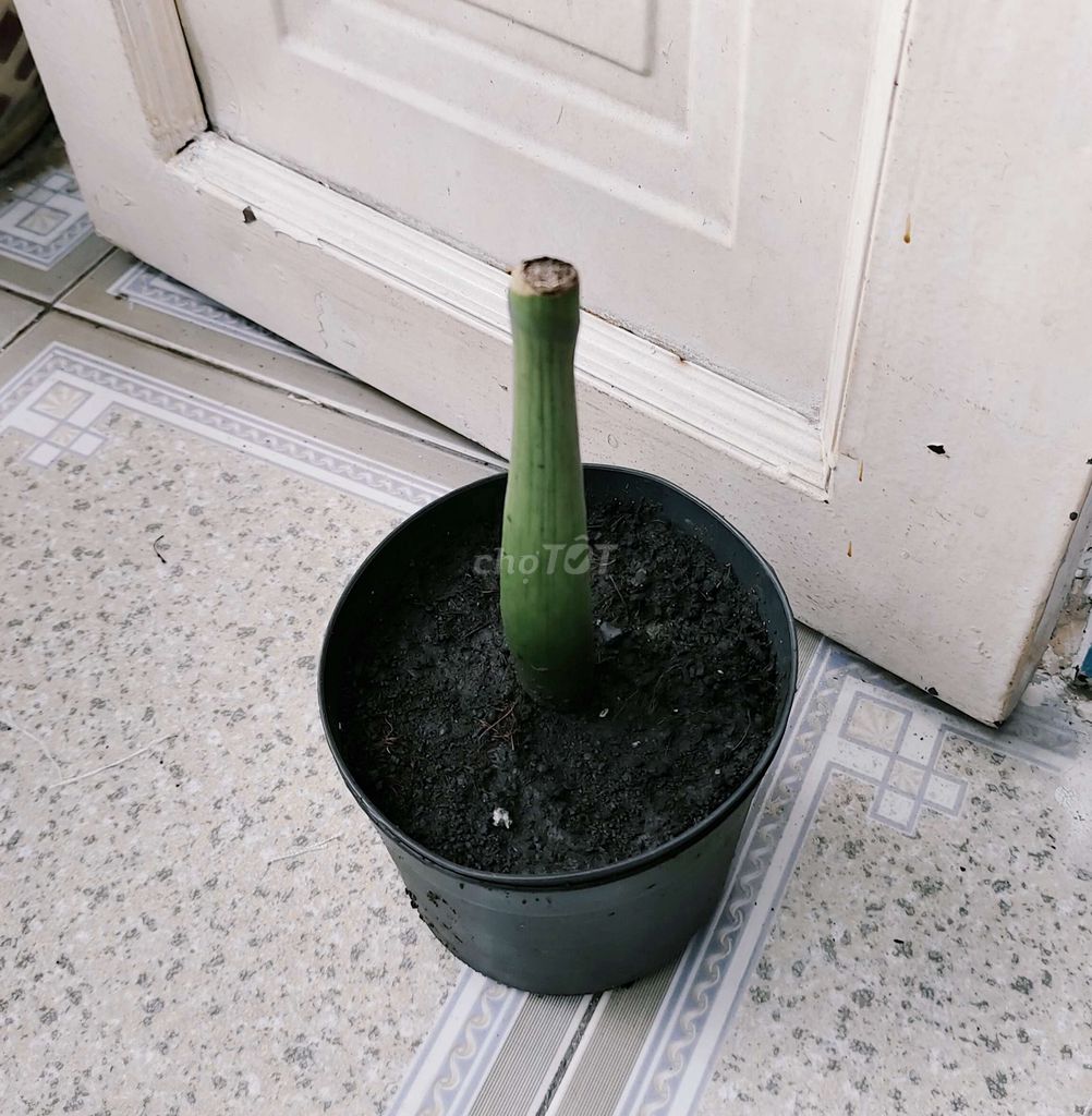 Chồi non cây kim tiền phong thủy chiêu tài. Mua bán Cây cảnh, đồ trang trí tại Quận 8 Tp Hồ Chí Minh được đăng bởi Tùng Nguyên  hình 1