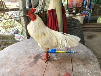 bướm Việt 2kg7 tay cụt sắt đặt. Mua bán Gà tại Huyện Chợ Mới An Giang được đăng bởi Thắng gà đá long xuyên