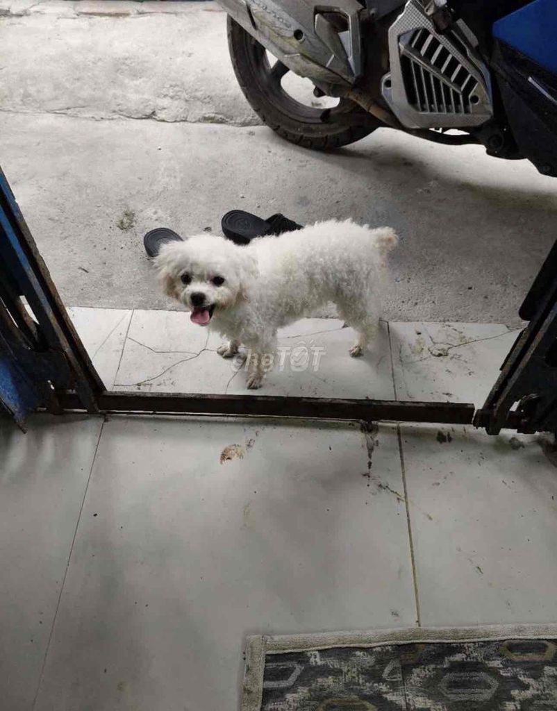 Poodle đực trắng