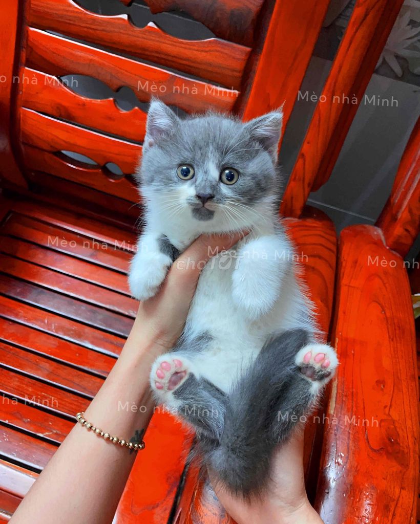 Mèo Anh lông ngắn thuần chủng. Mua bán Mèo tại Quận Gò Vấp Tp Hồ Chí Minh được đăng bởi Mèo Của Mình hình 1
