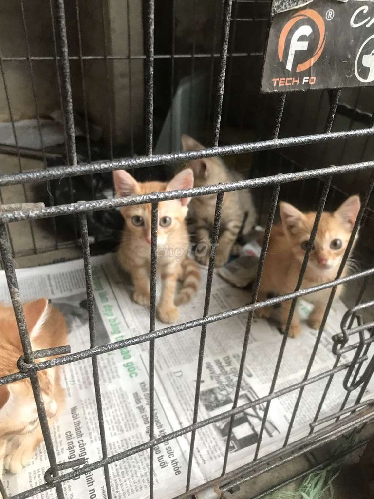 Mèo aln lai 1 đến 3 tháng tuổi