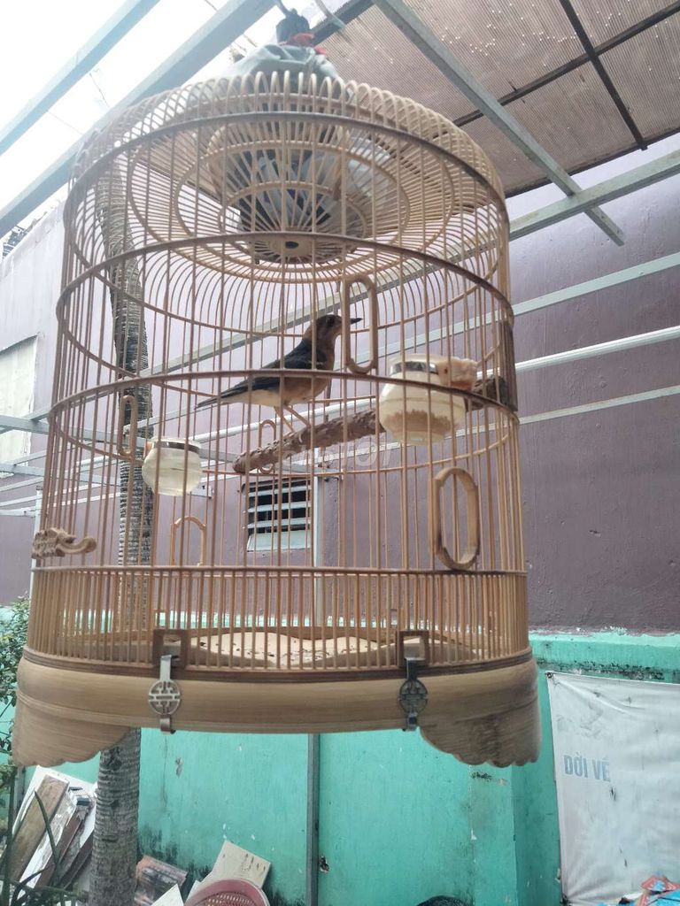 hoét lửa mới xong lông. Mua bán Chim tại Quận Tân Phú Tp Hồ Chí Minh được đăng bởi bi hình 5