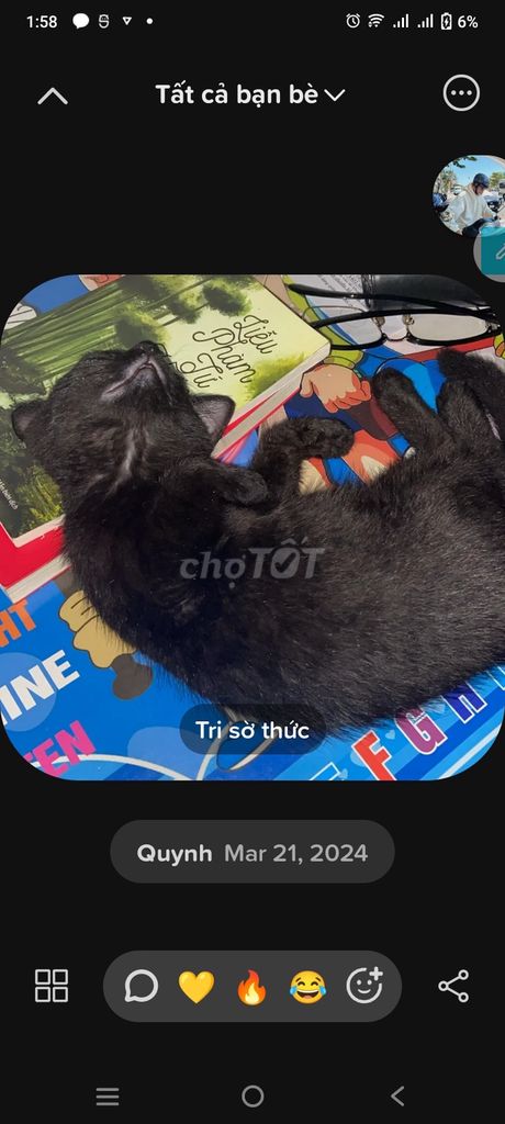 Mèo lai ald , full black, bé gái
