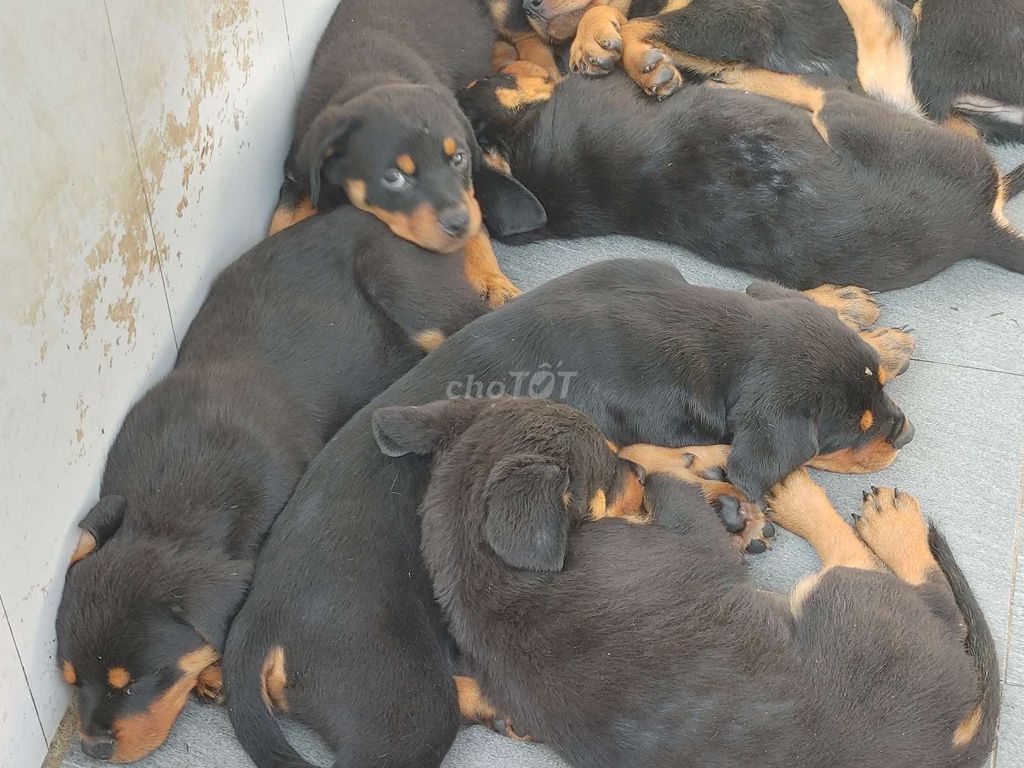 Chó Rottweiler TN. Mua bán Chó tại Thành phố Tây Ninh Tây Ninh được đăng bởi Nhân Rottweiler  hình 1