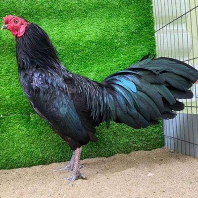 mình Cần m..u..a  gà ô trạng tầm 3kg ae bào có hú. Mua bán Gà tại Thành phố Thủ Dầu Một Bình Dương được đăng bởi ka