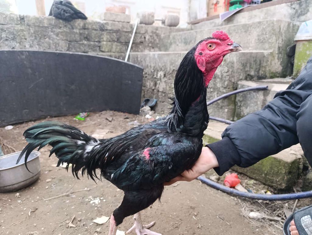 ô chân trắng. Mua bán Gà tại Huyện Bình Giang Hải Dương được đăng bởi khanh hình 1