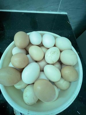 100 trứng gà ta nuôi tại nhà sạch, ngon