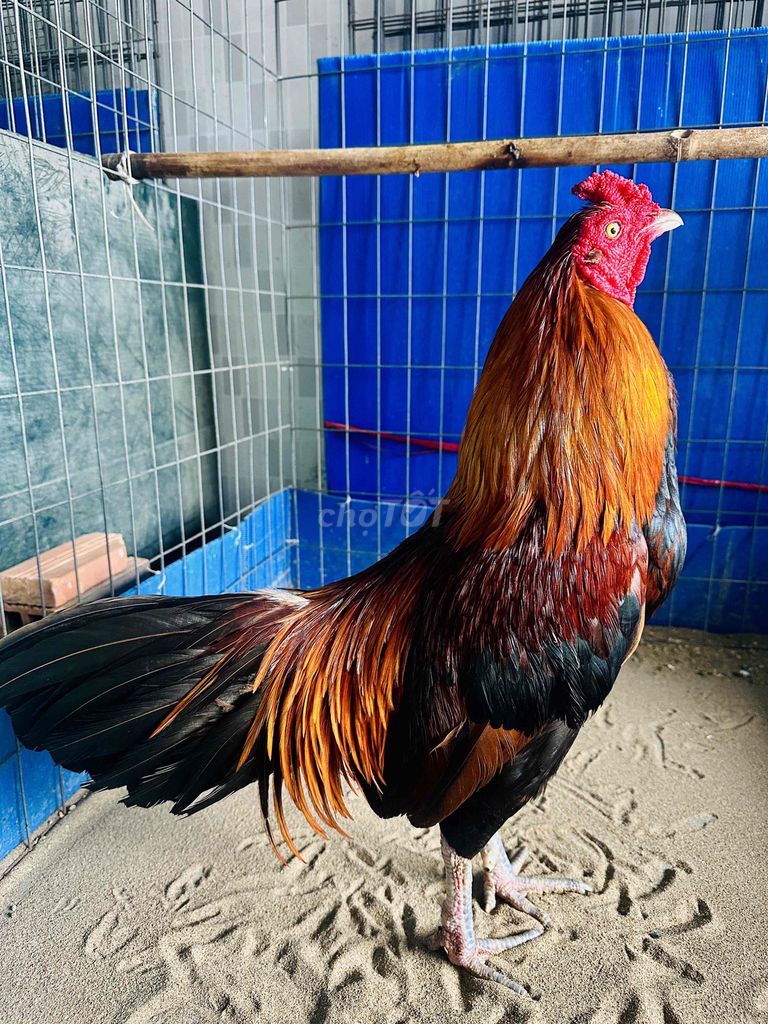 Gà điều 2kg7. Mua bán Gà tại Huyện Châu Thành Sóc Trăng được đăng bởi VT hình 1