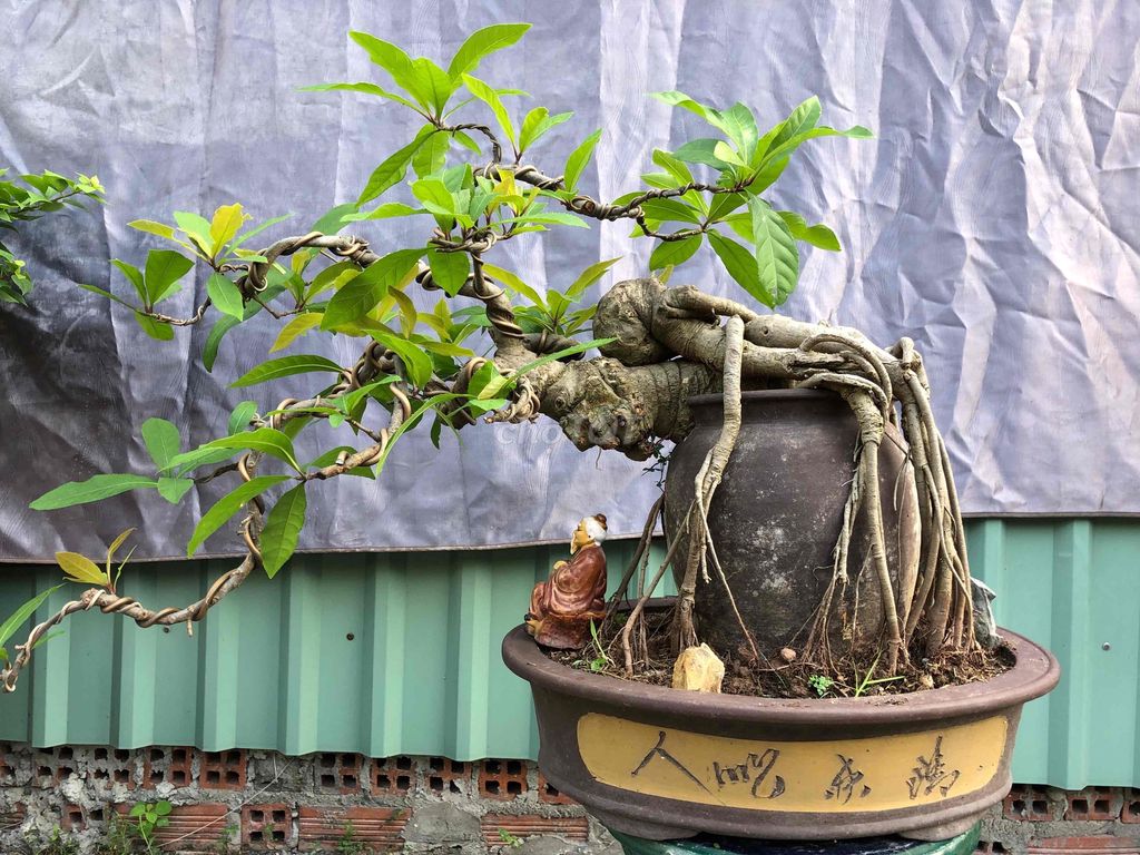 Cây Lộc vừng. Mua bán Cây cảnh, đồ trang trí tại Huyện Hóc Môn Tp Hồ Chí Minh được đăng bởi kiều my hình 1