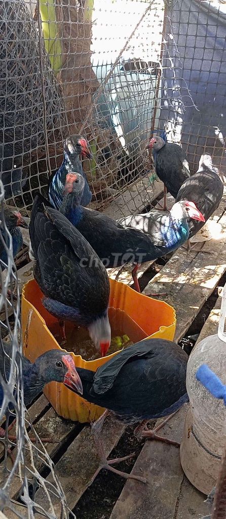 Trang trại thụy phương bán trích cồ béo múp. Mua bán Chim tại Quận Long Biên Hà Nội được đăng bởi tổng kho sỉ hình 1