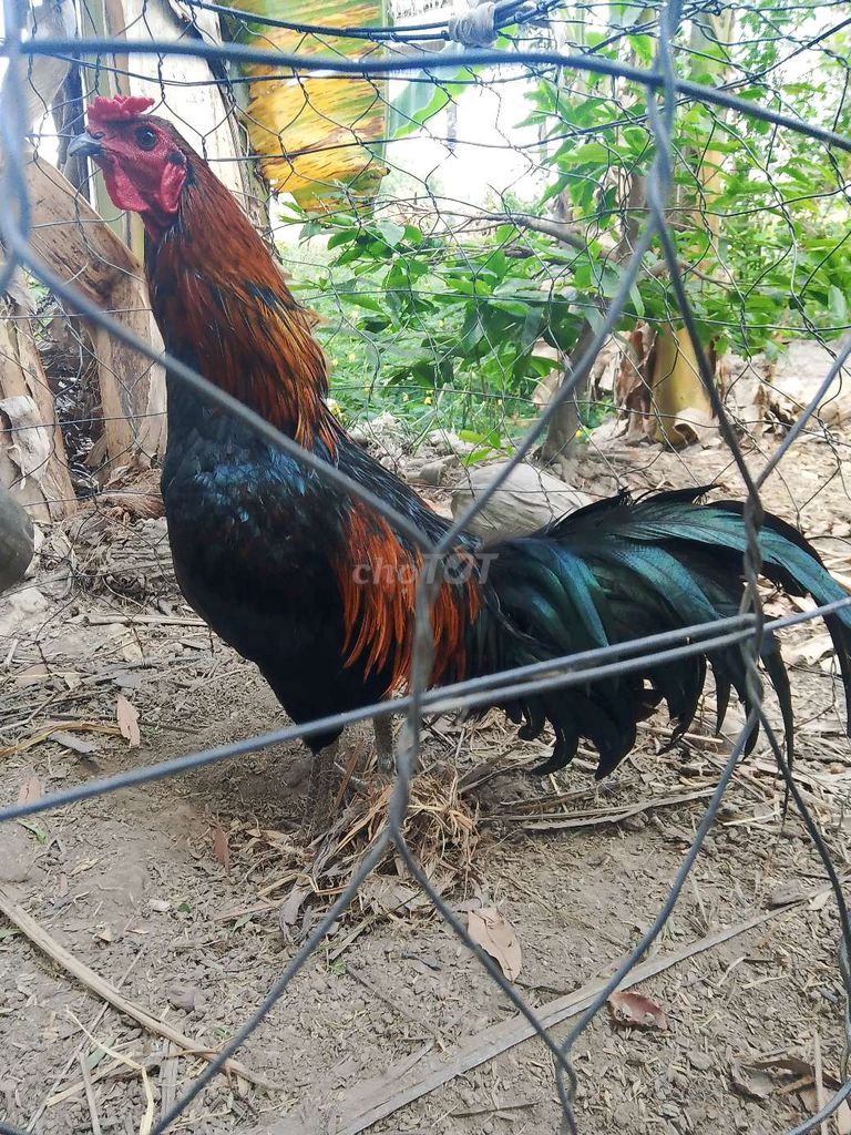 Gà tơ Đực 2.25 kg. Mua bán Gà tại Huyện U Minh Cà Mau được đăng bởi ut  hình 1