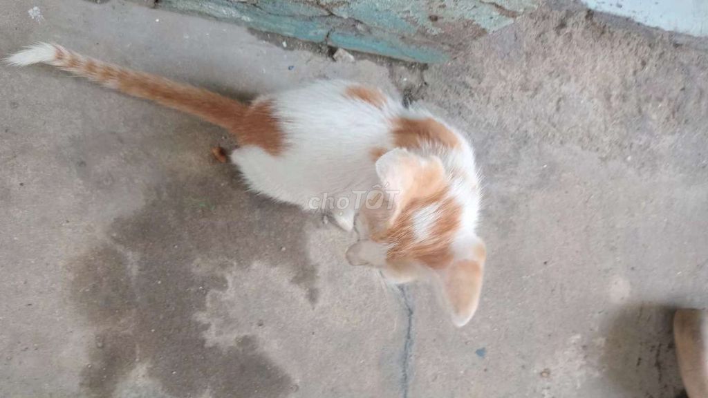 Mèo Munchkin Cam sữa, mướp cả hai. Mua bán Mèo tại Thành phố Thủ Đức Tp Hồ Chí Minh được đăng bởi Tiểu Ngọc hình 1