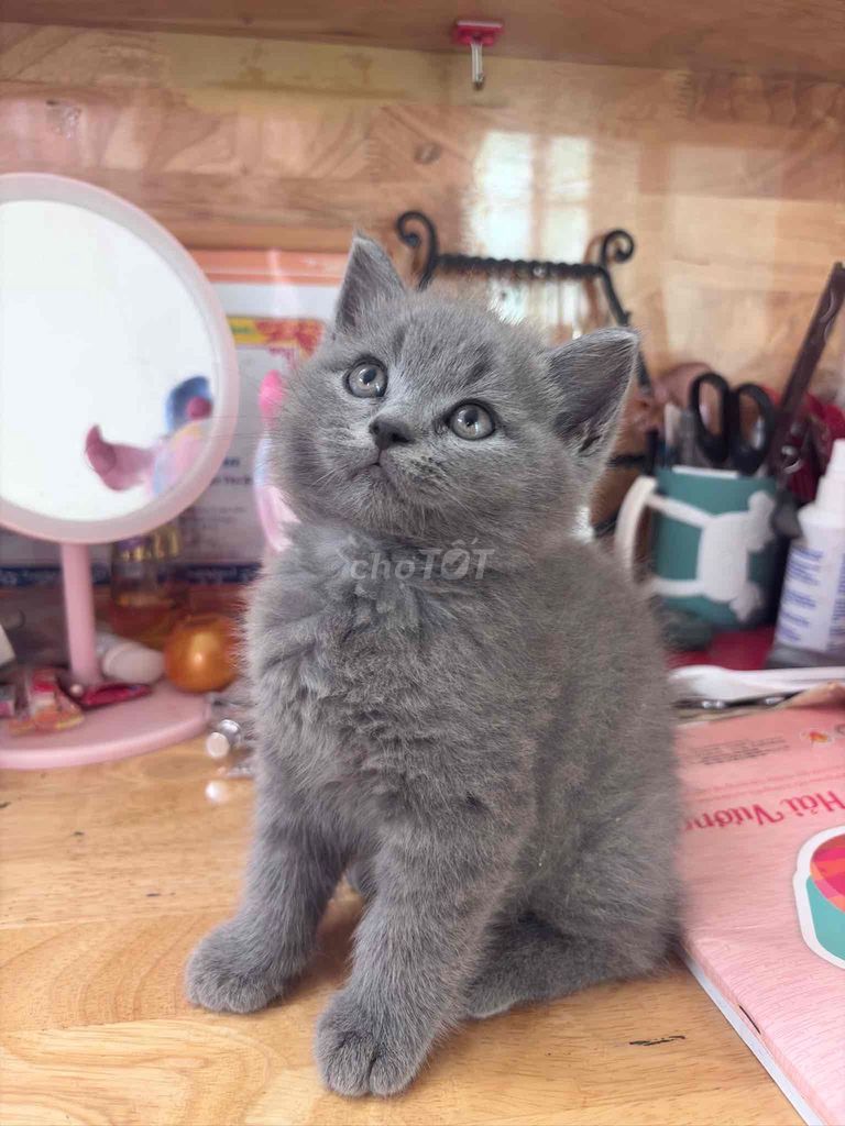 Mèo Anh lông ngắn dưới 2 tháng. Mua bán Mèo tại Quận 8 Tp Hồ Chí Minh được đăng bởi Phong Duong hình 1