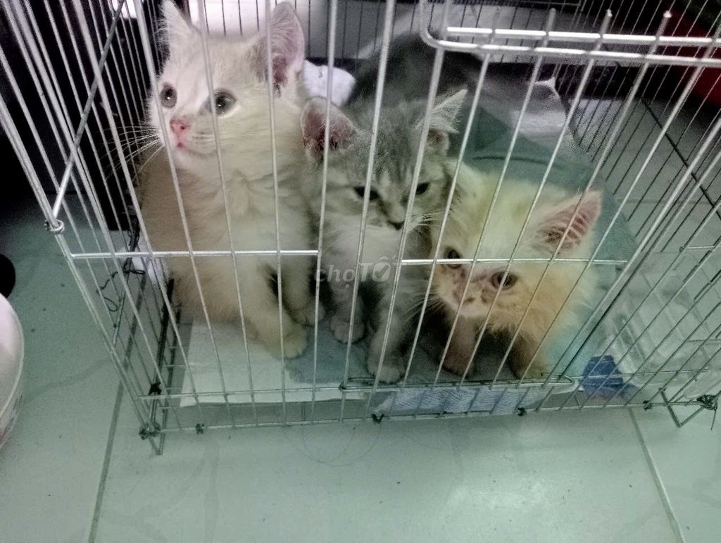 🐾TÌM SEN YÊU THƯƠNG CHO 3 BÉ ALN VÀ ALD CUTE 🐾