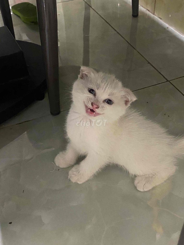 Mèo Anh 5 tuần tuổi Trắng. Mua bán Mèo tại Quận 11 Tp Hồ Chí Minh được đăng bởi 美贞 hình 1
