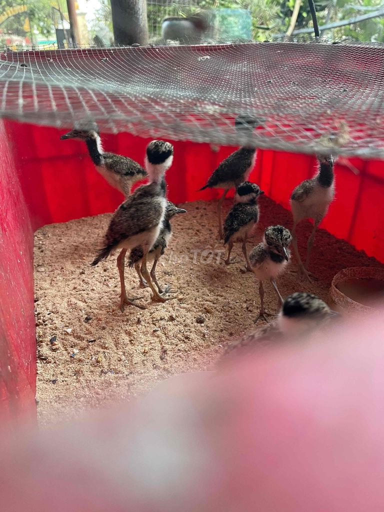 tete non năm trăm cặp. Mua bán Chim tại Huyện Bàu Bàng Bình Dương được đăng bởi Đông Nè  hình 1