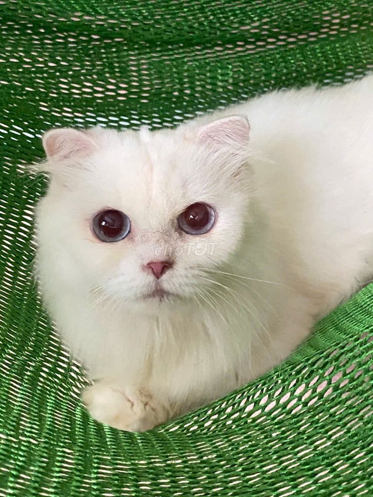 mèo Munchkin cái, lùn,trắng, lông dài, tai cụp. Mua bán Mèo tại Thành phố Thủ Đức Tp Hồ Chí Minh được đăng bởi Tên chưa cung cấp hình 4