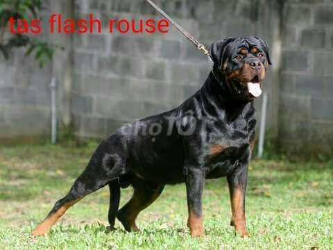 0915537113 - Rottweiler dòng dõi Tas flash Rouse
