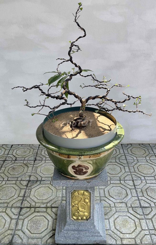 Cây cảnh Bonsai Hoàng Mai Huế. Mua bán Cây cảnh, đồ trang trí tại Thành phố Huế Thừa Thiên Huế được đăng bởi Hoàng Kin hình 1
