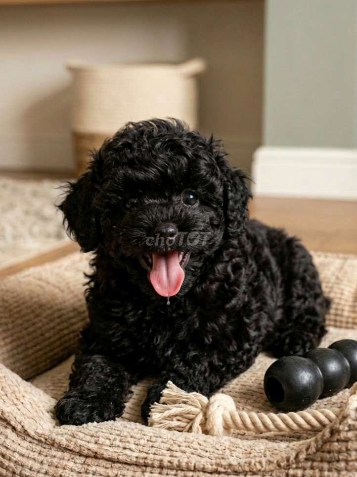 Siêu phẩm Poodle Tiny đực đen tuyền phong thủy. Mua bán Chó tại Quận Tân Bình Tp Hồ Chí Minh được đăng bởi Linh Lan hình 1