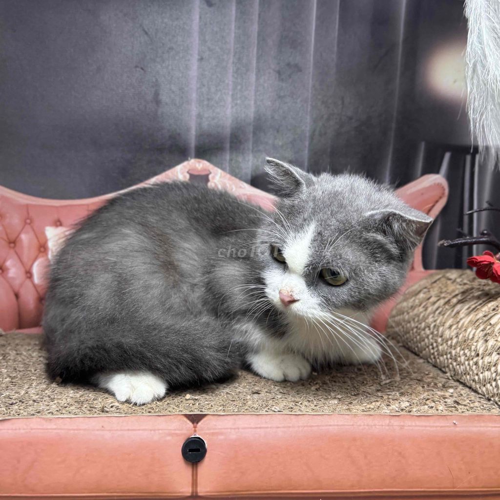 Thanh lý mèo chân lùn cạo lông đang lên. Mua bán Mèo tại Quận 12 Tp Hồ Chí Minh được đăng bởi Petty Pet hình 1