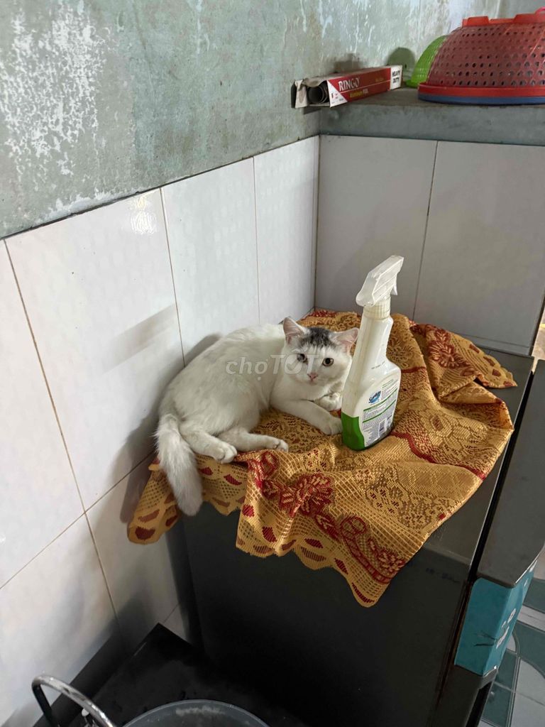 Mèo Anh lông dài cái 5 tháng. Mua bán Mèo tại Huyện Thăng Bình Quảng Nam được đăng bởi Cuu Tra hình 1