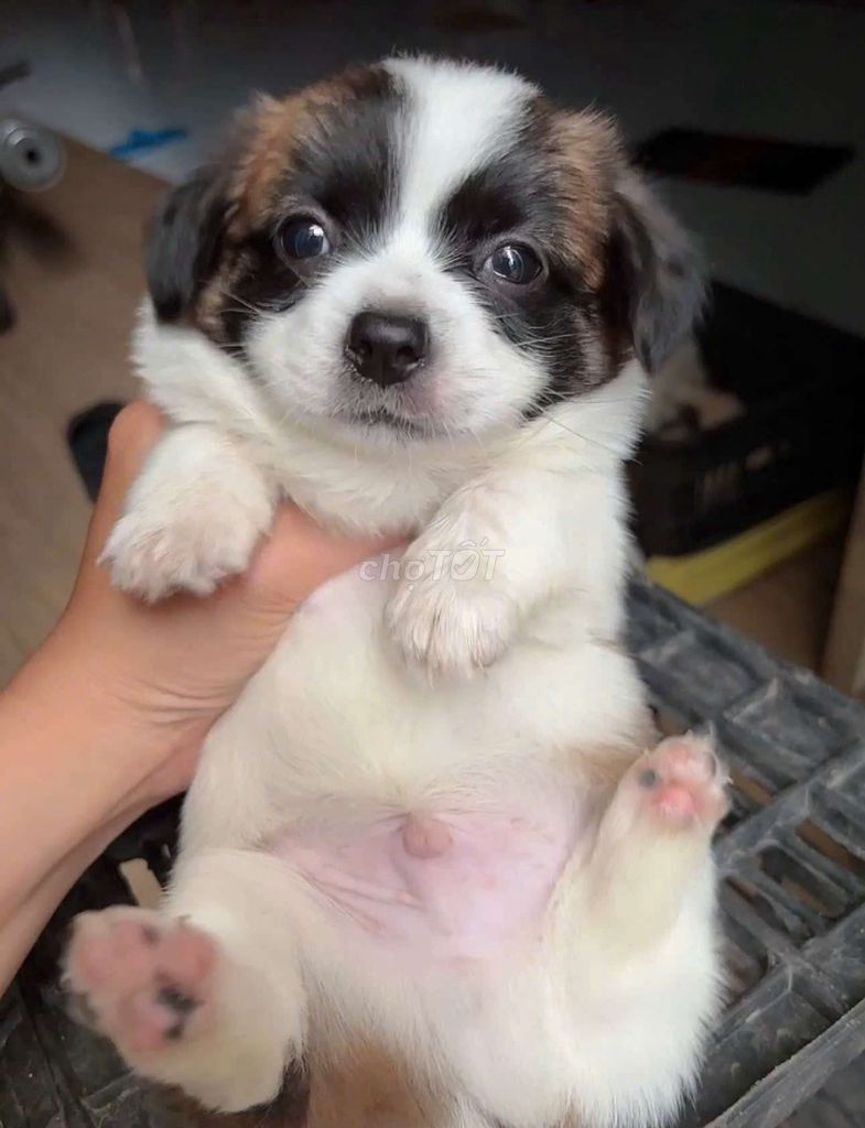 Chó pom x nhật mini size 64 ngày. Mua bán Chó tại Quận Bình Tân Tp Hồ Chí Minh được đăng bởi Minh nguyễn  hình 4