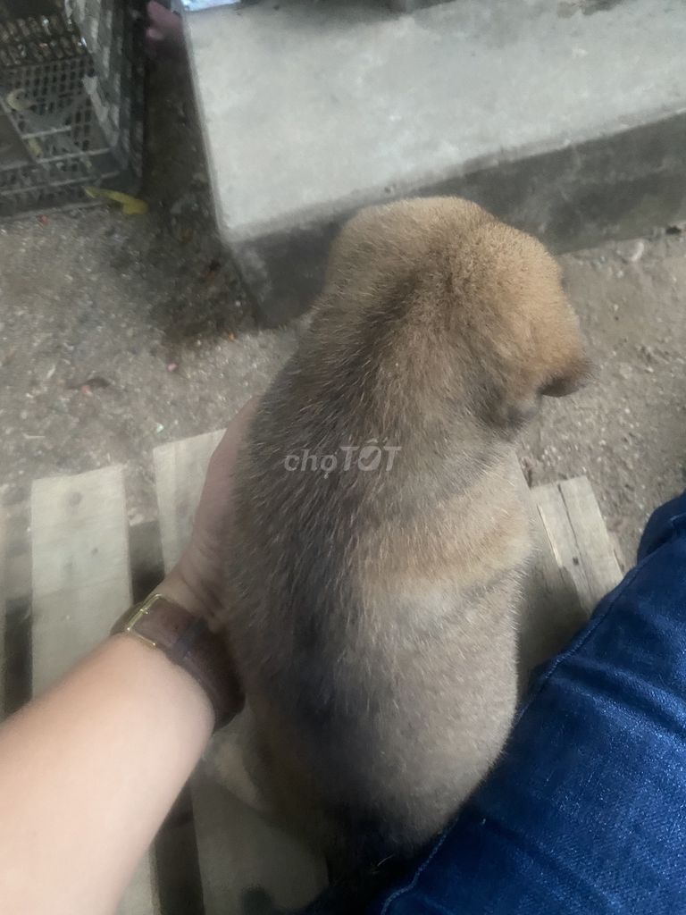 Chó săn Vàng. Mua bán Chó tại Huyện Tuy An Phú Yên được đăng bởi Tin Nguyen hình 1