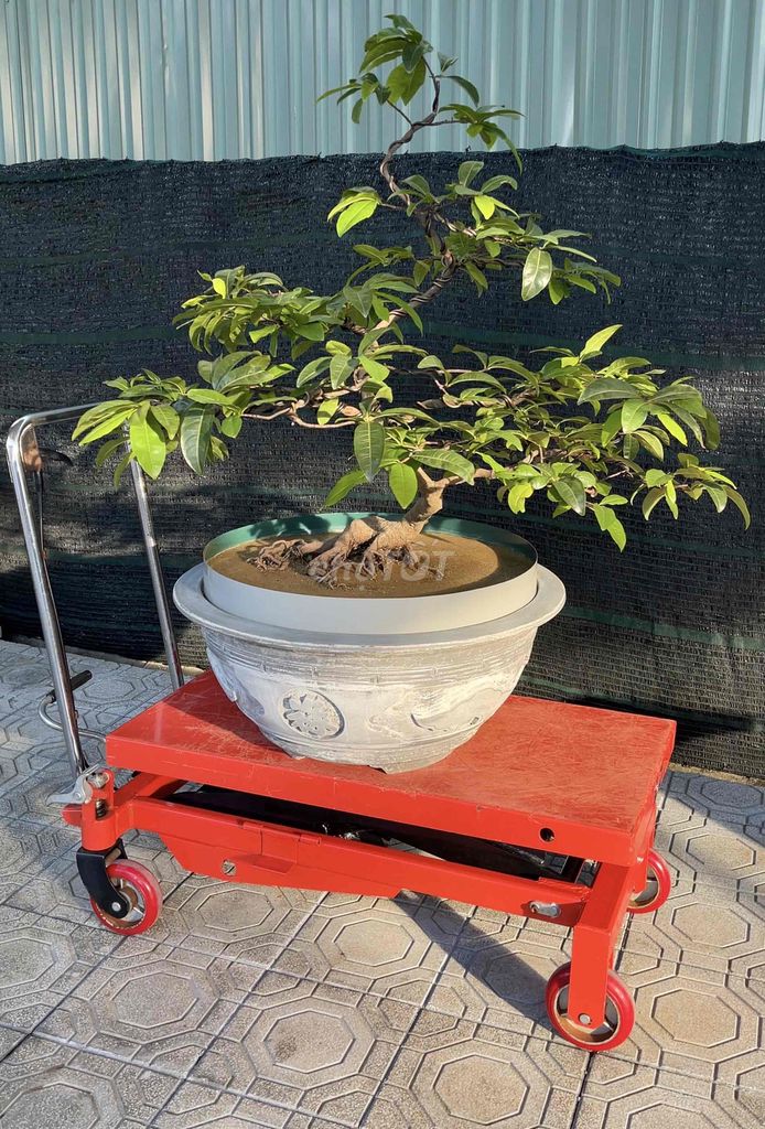 Mai Hoàng Mai Huế rin. Mua bán Cây cảnh, đồ trang trí tại Thành phố Huế Thừa Thiên Huế được đăng bởi Hoàng Kin hình 1