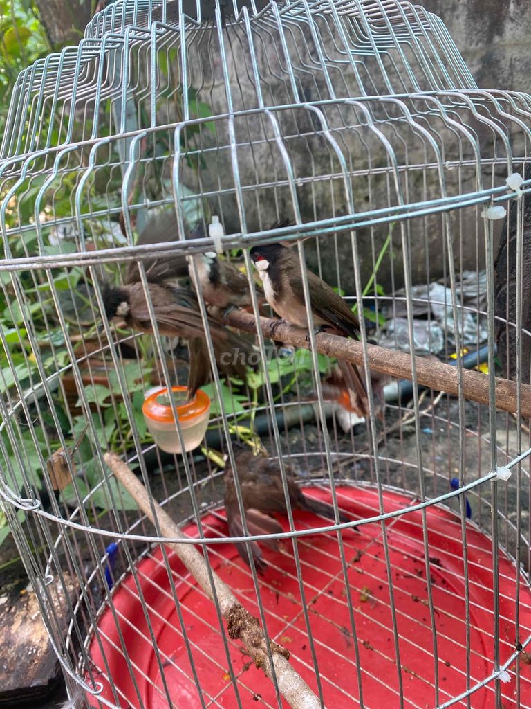 trông lỗi bộ khủng