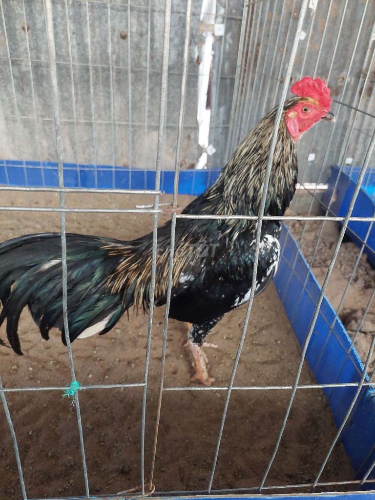 Gà chọi 2.5kg Đen trắng. Mua bán Gà tại Huyện Trần Văn Thời Cà Mau được đăng bởi gà ca mau hình 1