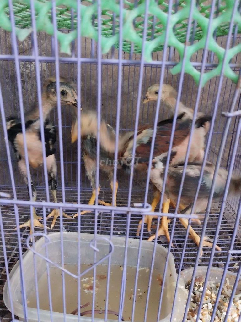 Gà chọi 5 con. Mua bán Gà tại Quận Long Biên Hà Nội được đăng bởi Hoa Phong Lan hình 1
